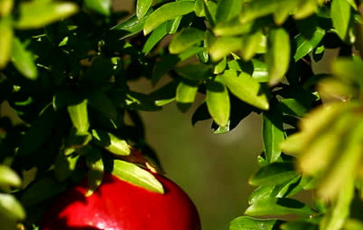 Granatno jabolko (Punica granatum) Granatno jabolko (Punica granatum)